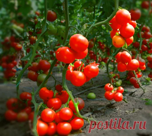 Когда томаты зацвели, я иду в аптеку: пора сделать удобрение, которое даст тройной урожай | ДАЧНИК | Яндекс Дзен