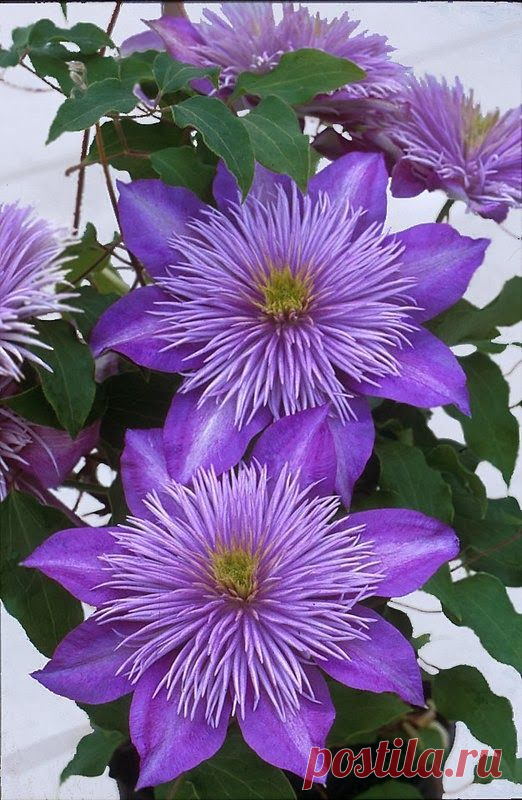 Clematis.