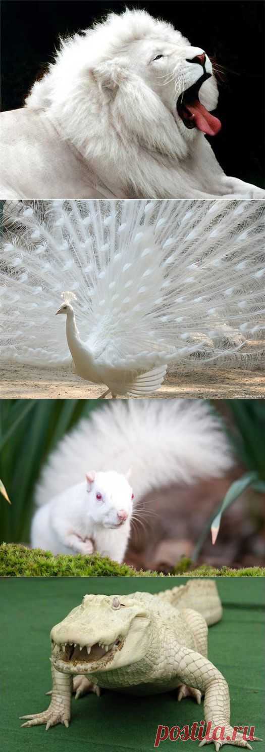 (+1) - Удивительные животные - альбиносы! | НАУКА И ЖИЗНЬ