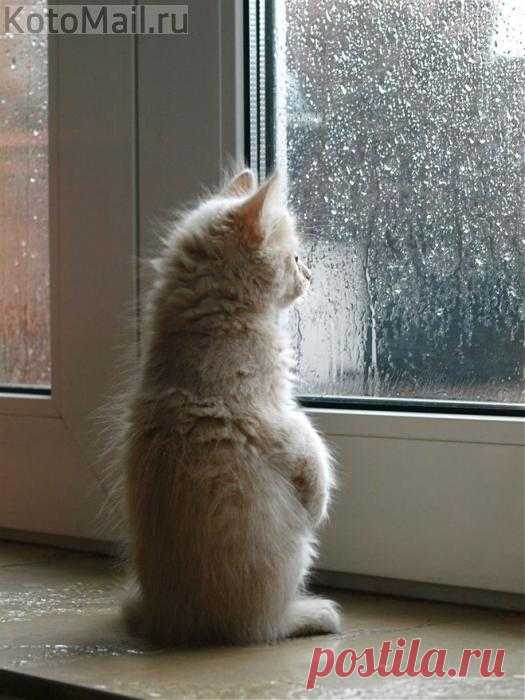 Когда за окном дождь - как-то больше чувствуешь уют