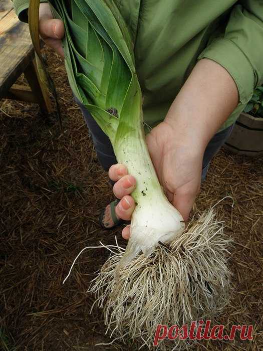 Gardening | Лук-порей, когда и как сажать на рассаду
Лук-порей, когда и как сажать на рассаду
http://www.gardening.kittens-world.ru/luk-porej-kogda-i-kak-sazhat-na-rassadu.html