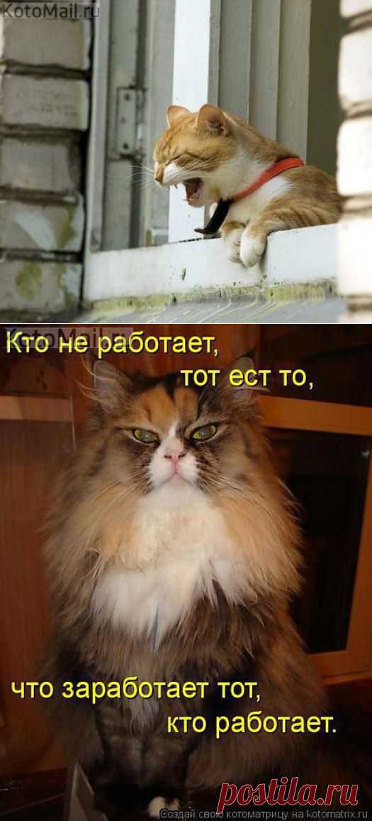 Котя, иди кушать! | KotoMail.ru