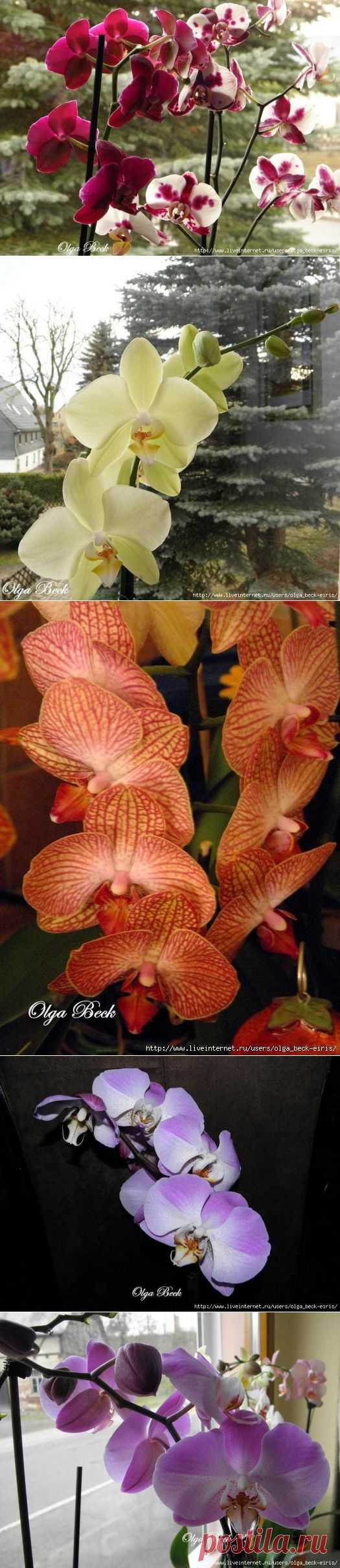 Орхидеи Phalaenopsis . Ошибки и опыт по уходу