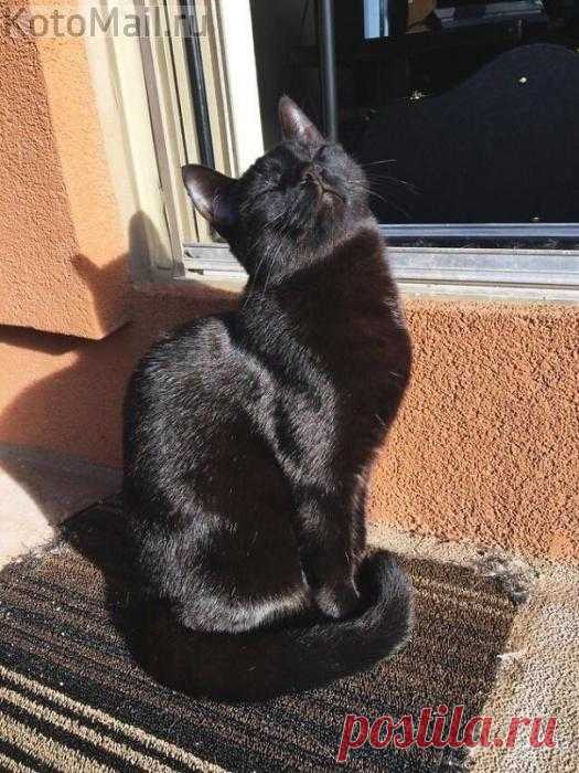 Солнечный котик