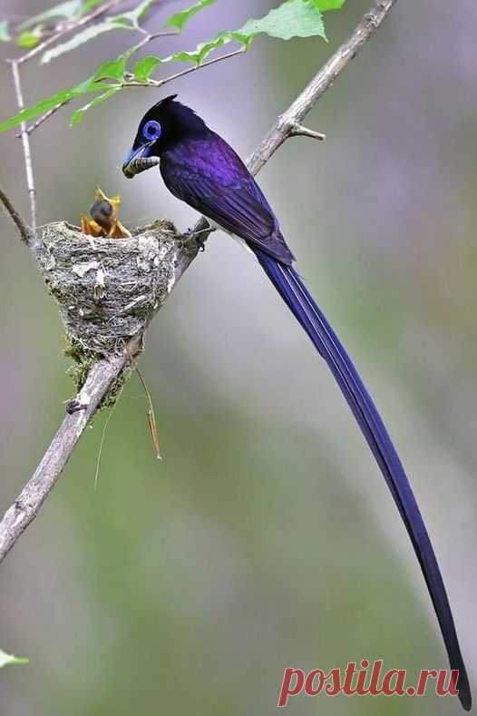 Um belo e raro Flycatcher negro, uma espécie de pássaro do Paraíso.