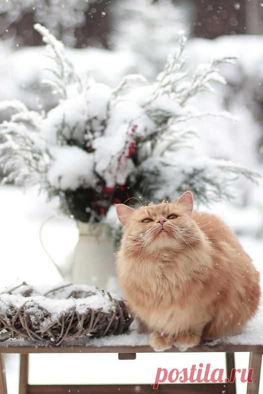 Коту нипочём холода, внутри кота теплота, мурлота и милота  🐾