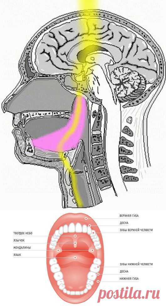 5 волшебных точек полости рта