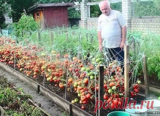 ДЕДОВСКИЙ РЕЦЕПТ ДЛЯ ТОМАТОВ