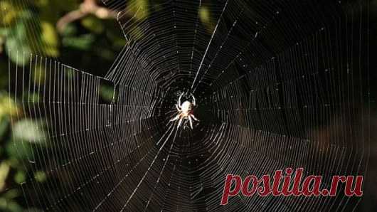 Целебные свойства паутины: Press-Portal