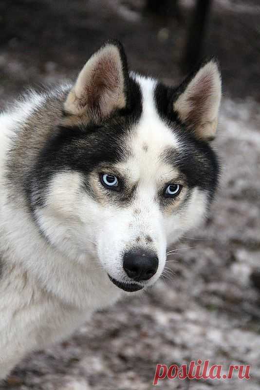 Хаски