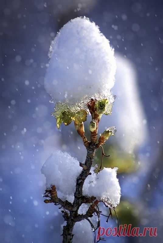 Фотография Зимние наряды Весны из раздела природа №5829944 - фото.сайт - Photosight.ru