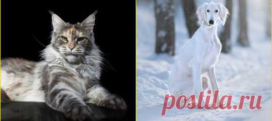 Вместе с Hill's мы решили узнать, как хорошо вы разбираетесь в породах кошек и собак. Приготовьтесь, легко не будет – никаких узнаваемых немецких овчарок, шотландских вислоухих и всяких Хатико и Мухтаров тут нет.