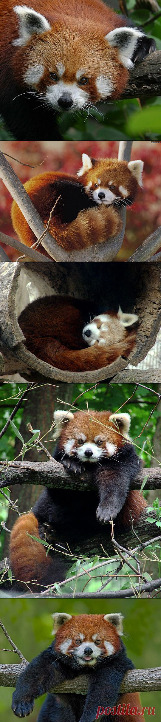 В мире животных. Firefox | НАУКА И ЖИЗНЬ