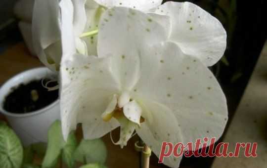 Болезни и вредители орхидей | Хозяин и Хозяюшка