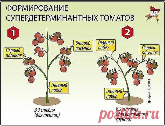 ПОМИДОРНАЯ НАУКА.