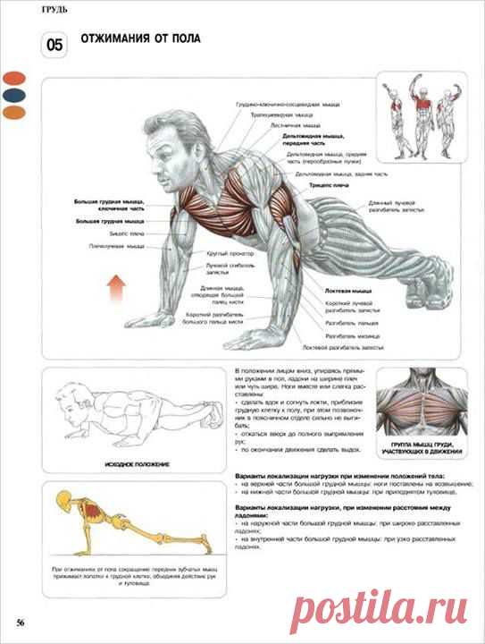 ОТЖИМАНИЯ ОТ ПОЛА. ПОЛЬЗА.

Отжимания от пола полезны не только для развития мышц, но и для поднятия общего состояния здоровья человека. Они положительно воздействуют на кости и суставы организма, а так же укрепляют сердце и сосуды.
Отжимания от пола — базовое физическое упражнение, развивающее большую грудную мышцу и трицепс. Также при выполнении упражнения задействованы передние дельтовидные мышцы, локтевая мышца и плечевой пояс в целом.

Как правильно отжиматься?

Польза от ...