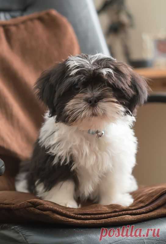 Shih Tzu Puppy | Flickr - Photo Sharing!
