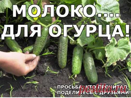 молоко ...для огурцов ...