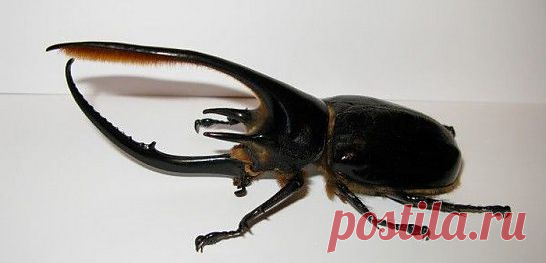 Dynastes neptunus — один из самых крупных жуков на Земле. Характерная особенность жука в четырех рогах: два больших сверху и снизу, и короткие по бокам. Длина жука с рогами может достигать 15 см.