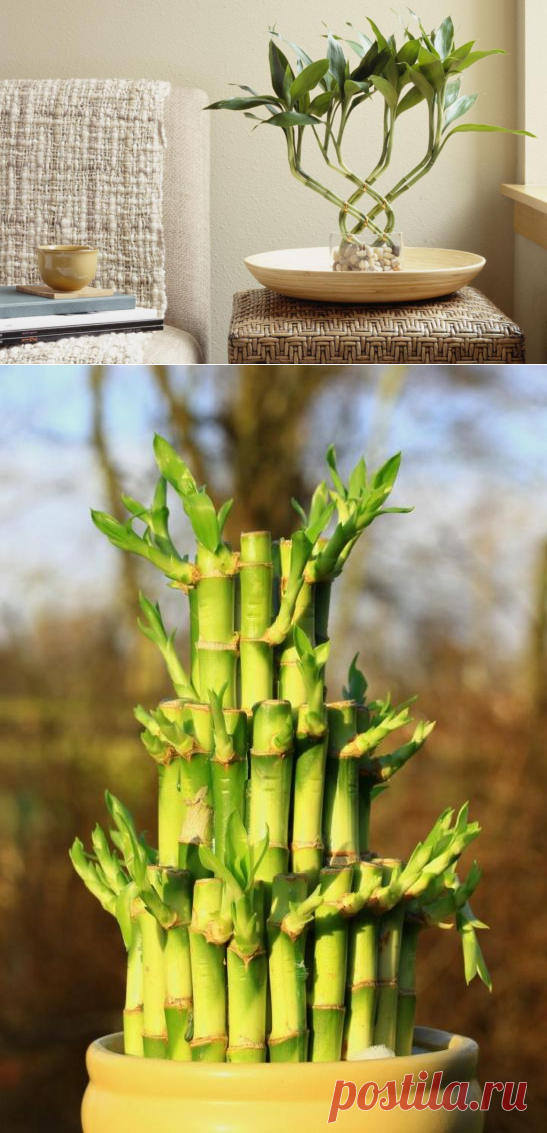 Как растить бамбук в домашних условиях в грунте: правила посадки и ухода