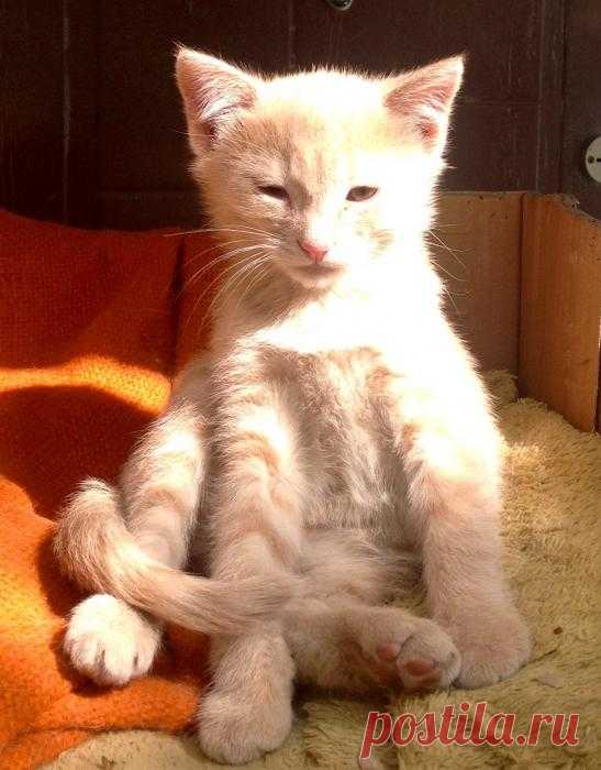 Солнечный котя:)