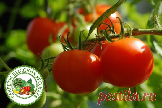 Народные средства для подкормки помидоров – самые лучшие рецепты.