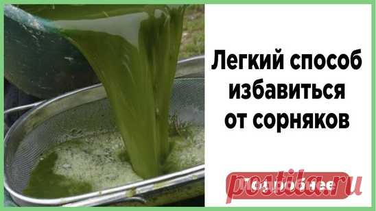 Эффективные методы борьбы с сорняками: 5 простых шагов к избавлению от сорняков на участке