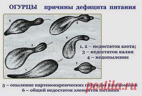 О ЧЕМ ГОВОРЯТ ВАШИ ОГУРЦЫ
Маленькая памятка, которая поможет понять, чего именно не хватает вашим огурчикам.