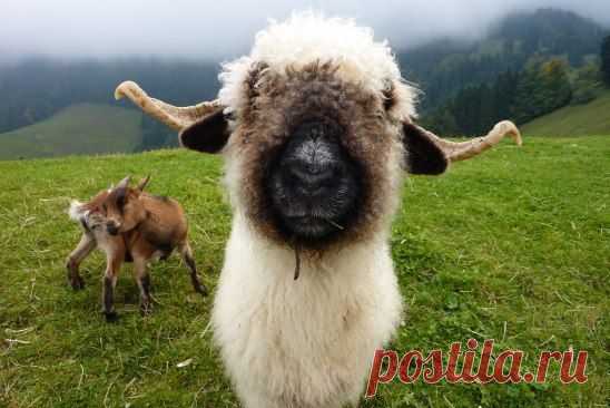 Черноносые овцы в Швейцарии