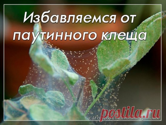 Как избавиться от паутинного клеща на комнатный растениях
Несмотря на свои крохотные размеры, паутинный клещ представляет серьезную опасность для комнатных растений. Как и многие другие вредители, он питается соком листьев, что в результате приводит к их увяданию. Вместе с листьями может погибнуть и само растение, ведь нарушается процесс фотосинтеза и циркуляции питательных веществ. Именно поэтому, с паутинным клещом нужно начинать бороться сразу после его появления.
Несмотря на свое назва