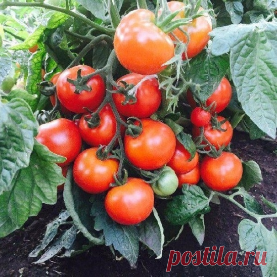 ​​Лучшие сoрта низкорослых томатoв каждого вида