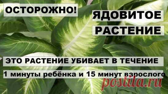 Срочно! Это должен знать каждый. Это растение убивает в течение 1 минуты ребенка и 15-ти минут взрослого!
Это очень важно!