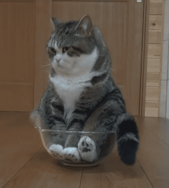 meow bowl – Gifporn