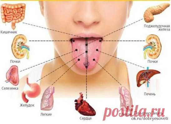 Изучайте свой язык! 
 Язык, помимо прочих важных функций, служит зеркалом организма – по нему можно определить и состояние иммунитета, и диабет, и проблемы с почками… 
 Считается, что чистый язык, без налета - признак здоровья пищеварительной системы. Но здесь все не так просто. Язык способен отражать состояние практически всех органов и систем. Например, кончик языка отвечает за тазовые органы, середина слева - за печень, а справа - за селезенку. Боковые края показывают состояние легких - пра
