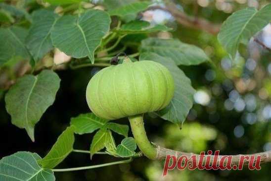 В лесах Индии растет растение калир-канда, называемое на местном наречии 