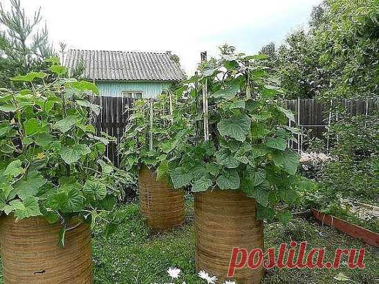Выращивание огурцов в бочке. 
 
Как же без огурца в деревне? Отвечаю: огурец обязателен! Но не на грядке, а в бочке. Минимум хлопот - максимум красоты и урожая. Через день почти по полному ведру собирать можно. 
 
Конец весны - начало лета - как раз время для огуречного эксперимента. Вы готовы? Мои деревенские соседи тоже сначала ехидничали, потом смотрели и удивлялись, а сейчас сами так решили сделать. 
 
Нужна бочка - без дна или сильно дырявая снизу. Контакт «внутренностей» нашей огуречной бо