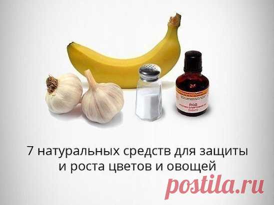 Действия 7 натуральных средств для защиты и роста цветов и овощей
1. Перекись водорода для семян
Чтобы семена быстрее проросли их замачивают в растворе перекиси водорода (4%) на 12 часов (капуста), а семена помидоров и свеклы - на 24 часа. Для обеззараживания семян (вместо марганцовки) их обрабатывают 10% перекисью водорода 20 минут. Соотношение раствора и семян 1:1. Затем семена промывают и просушивают.
2. Йод для капусты
В ведро воды добавить 40 капель йода. Когда начнет формироваться коча