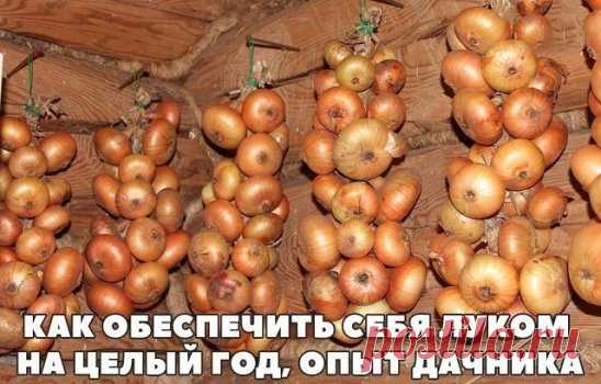 КАК ОБЕСПЕЧИТЬ СЕБЯ ЛУКОМ НА ЦЕЛЫЙ ГОД, ОПЫТ ДАЧНИКА
Секрет первый.
Лук не любит глинистой почвы, если у Вас таковая, нужно на грядку обязательно насыпать песка, торфа, все перемешать. А еще нужна слабощелочная почва, если у вас кислая, обязательно с осени ( весной это делать поздно) нужно внести доломитовую муку для раскисления.
Секрет второй.
При посадке севка нужно опустить его на минут 10-20 в раствор марганцовки для обеззараживания посадочного материала.
Секрет третий.
Затем нужн