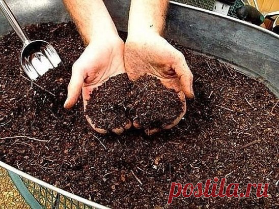 Лучшие удобрения для овощей
1.Хлебная закваска для огурцов
Чтобы получить богатый урожай огурчиков,нужно их регулярно подкармливать! Для этого отлично подойдет хлебная закваска. Приготовить ее просто! Наполните ведро на 2/3 нарезанными корочками черного хлеба и залейте водой. Придавите чем-нибудь тяжелым.Иначе корки будут всплывать, когда хлеб начнет закисать. Поставьте ведро в теплое место на неделю. Затем разбавьте закваску 2л воды. И полейте этим хлебным средством огурчики под корень. Такие