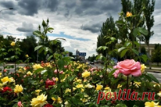 Несмотря на осенние холода, в Донецке все еще цветут розы
Дончане в соцсетях пишут, что зацвели не только розы, но и другие растения.
На улице уже конец сентября. Ночью температура воздуха опускается ниже нуля, ветер с каждым днем становится все холоднее, а на небе периодически возникают тяжелые дождевые тучи. Но все это нипочем для донецких роз. К концу сентября их бутоны решили распуститься яркими большими цветками. Таким осенним чудом поделились жители города в социальных сетях.
Но не толь
