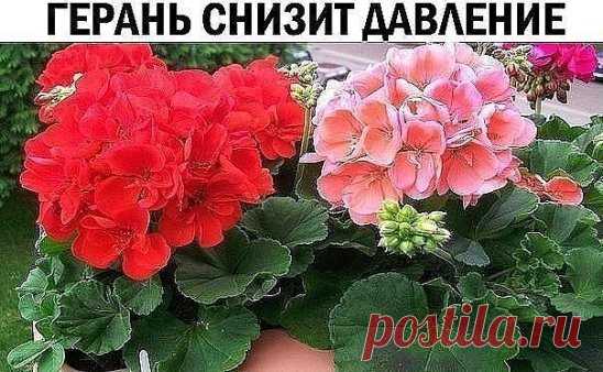 ГЕРАНЬ СНИЗИТ ДАВЛЕНИЕ
Взять лист герани, размять пальцами и наложить на запястье руки в место, где прослушивается пульс. Держать минут 10, давление падает на глазах.
СОСТАВ И ЛЕЧЕБНЫЕ СВОЙСТВА ГЕРАНИ
1. В химическом составе герани находиться большое количество полезных веществ. Кроме крахмала и углеводов в корнях данного растения можно обнаружить: тритерпеновые сапонины, фенолкарбоновые кислоты, флавоноиды, катехины.
2. Во всех частях герани находятся крайне полезные для человеческого ор