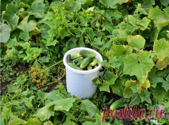 ОТЛИЧНАЯ ПОДКОРМКА ОГУРЦОВ ДЛЯ ТЕХ, КОМУ НУЖЕН БОГАТЫЙ УРОЖАЙ
 
У моей свекрови всегда богатый урожай огурцов. И когда мы купили себе участок, она поделилась со мной рецептом. 
Такого урожая я не ожидала на своей участке! 
 
Рецепт 
Ингредиенты: 
• 0,5 л – шелухи от лука; 
 
• 2 л – вода. 
 
Процесс приготовления и использования: 
• Заливаем шелуху водой и варим около 10 минут. 
 
• Даем жидкости остыть. 
 
• Доливаем к получившейся смеси воды столько. чтобы получилось в итоге 5 литров. 
Этим ср