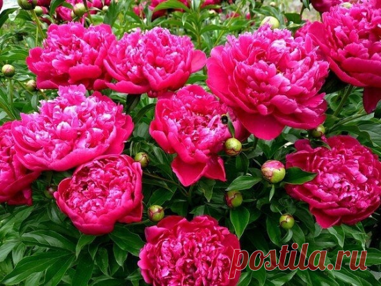 Какие ошибки делают садоводы с пионами
Чем подкармливать растения и когда нужно делать обрезку, чтобы пионы радовали своим цветением каждый год!
Обрезать ли пионы после цветения?
Очень часто неопытные цветоводы обрезают пионы под корень сразу же после того, как они отцветут. Обрезку пионов после цветения делать категорически нельзя, ведь именно в этот период закладываются цветочные почки, которые превратятся в роскошные цветы на будущий год. В этот же период пионы начин...