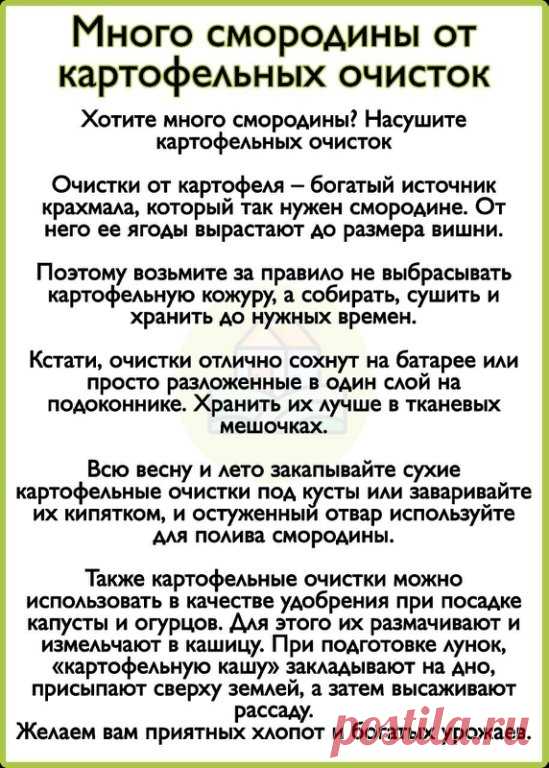 Самые важные подкормки для роз

Чтобы розы цвели пышно и живописно, да так каждый год, их нужно баловать минеральными подкормками.