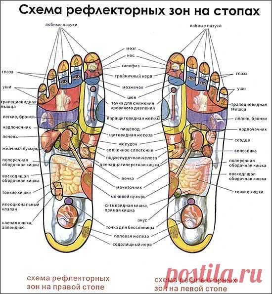 Рефлекторные зоны на стопах