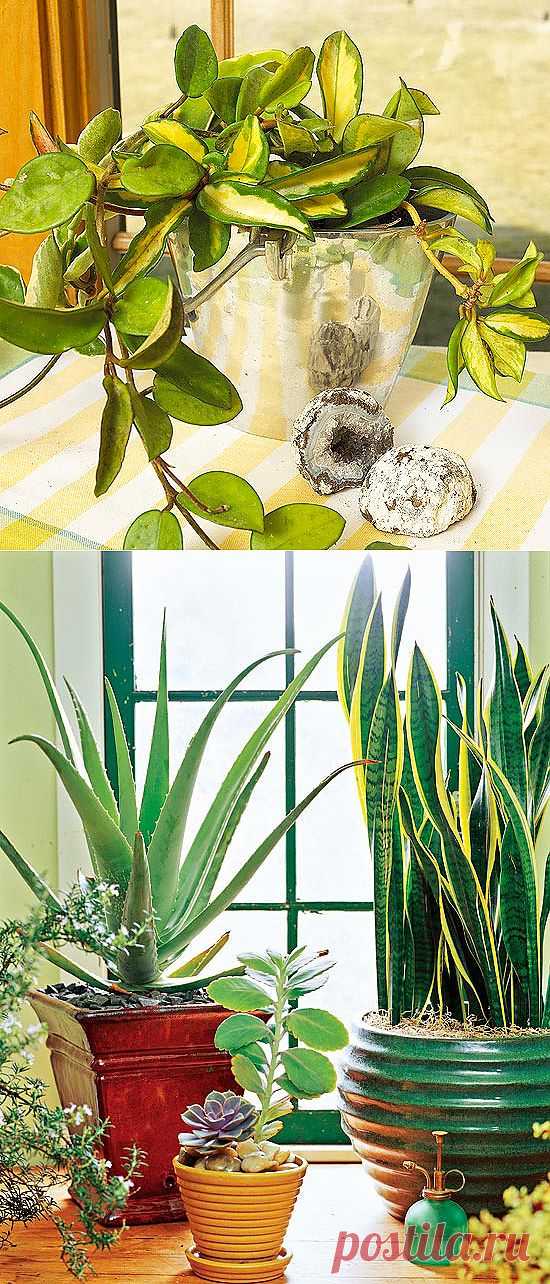 Комнатные растения: неприхотливые, с красивыми листьями и редким поливом