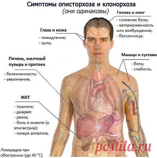 Паразиты в организме человека: симптомы и лечение народными средствами в домашних условиях