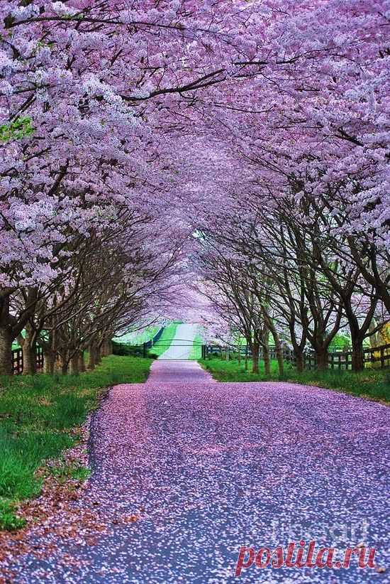 It looks so peaceful, I wish i could find somewhere this beautiful so i could take a long walk enjoy the scenery ..........................