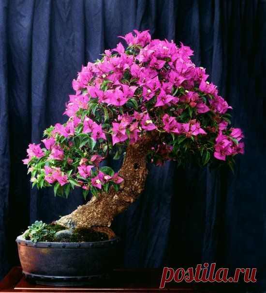 A Borrowed Bougainvillea Bonsai: Bracts and All | Bonsai Bark  |  Pinterest