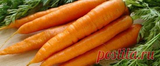 Как вырастить хорошую морковь : все стадии выращивания